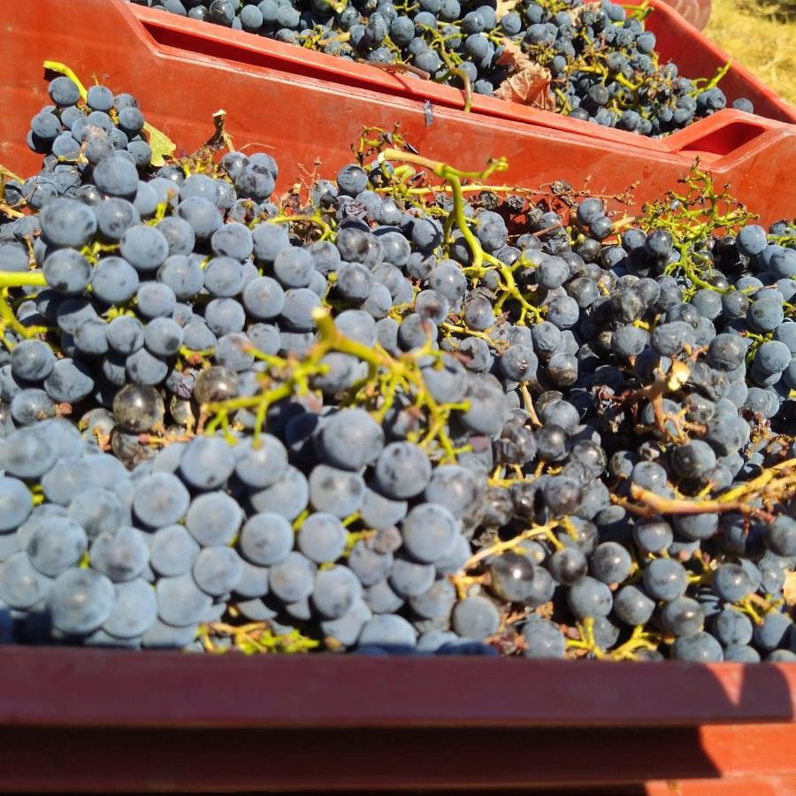 La Giribaldina Winery & Farmhouse Calamandrana Eksteriør billede