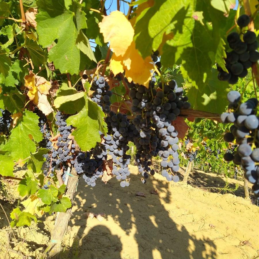 La Giribaldina Winery & Farmhouse Calamandrana Eksteriør billede