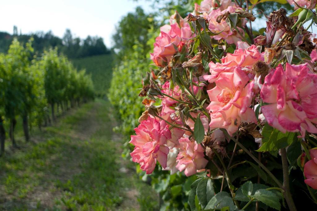 La Giribaldina Winery & Farmhouse Calamandrana Eksteriør billede